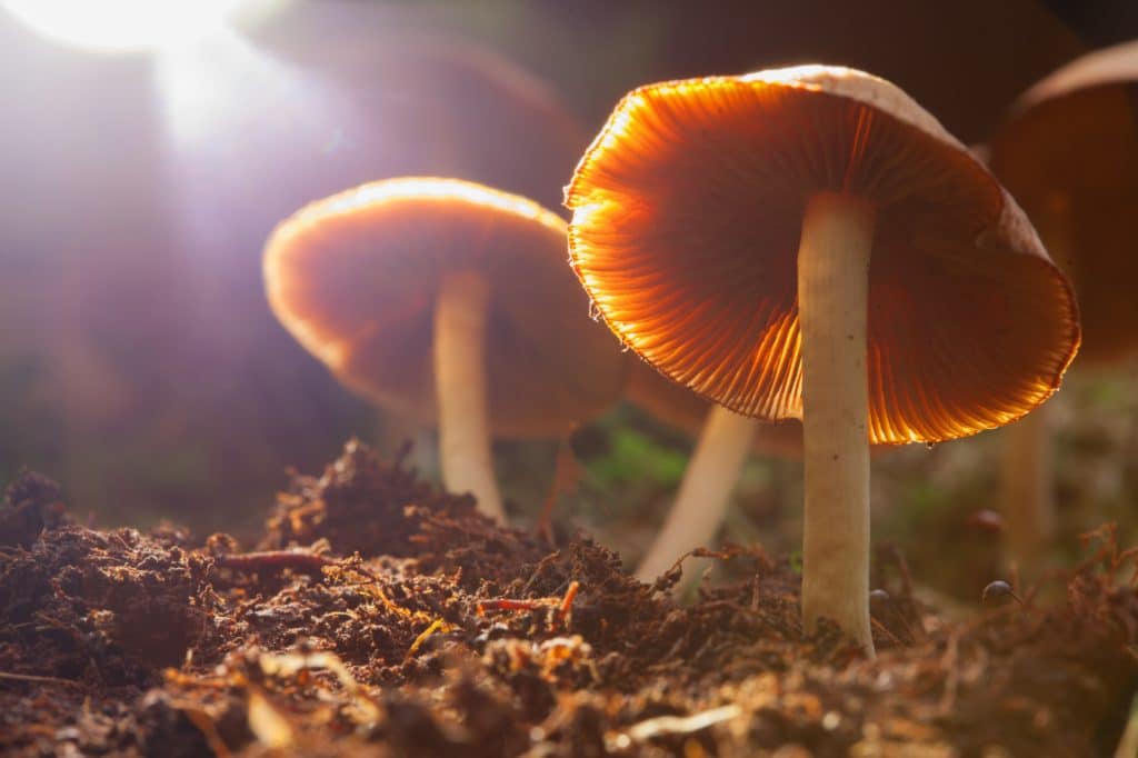 Mushroom Spores