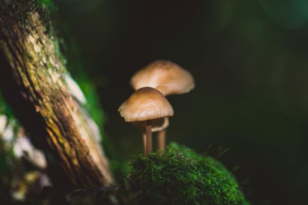Mushrooms from spores