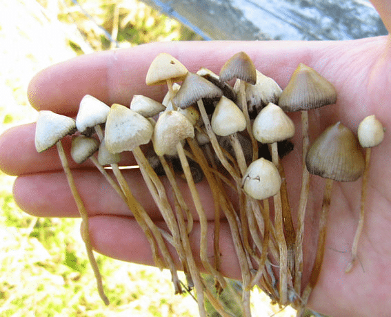 Liberty cap mushrooms