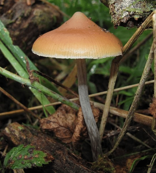 flying saucer mushrooms