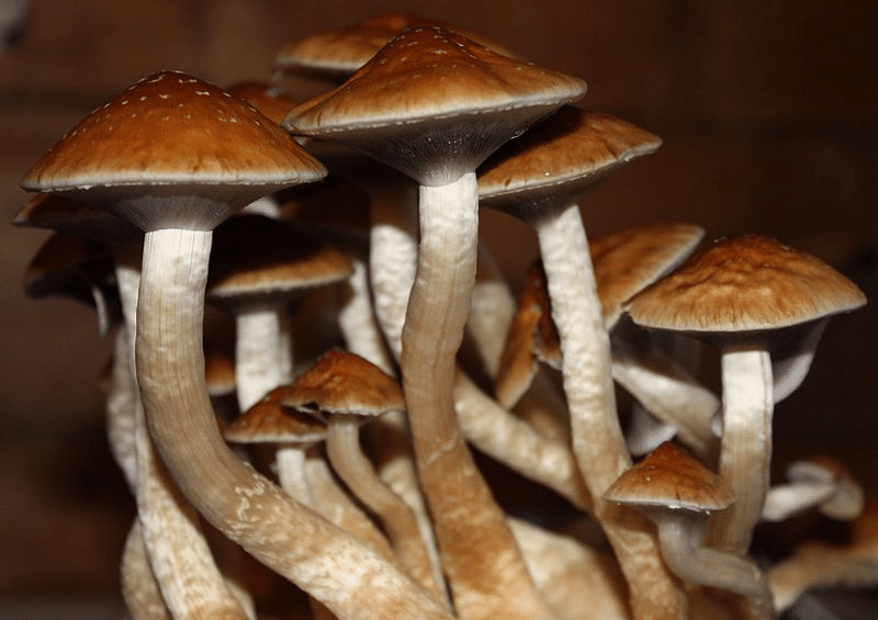 psilocybin mushroom strains for beginners