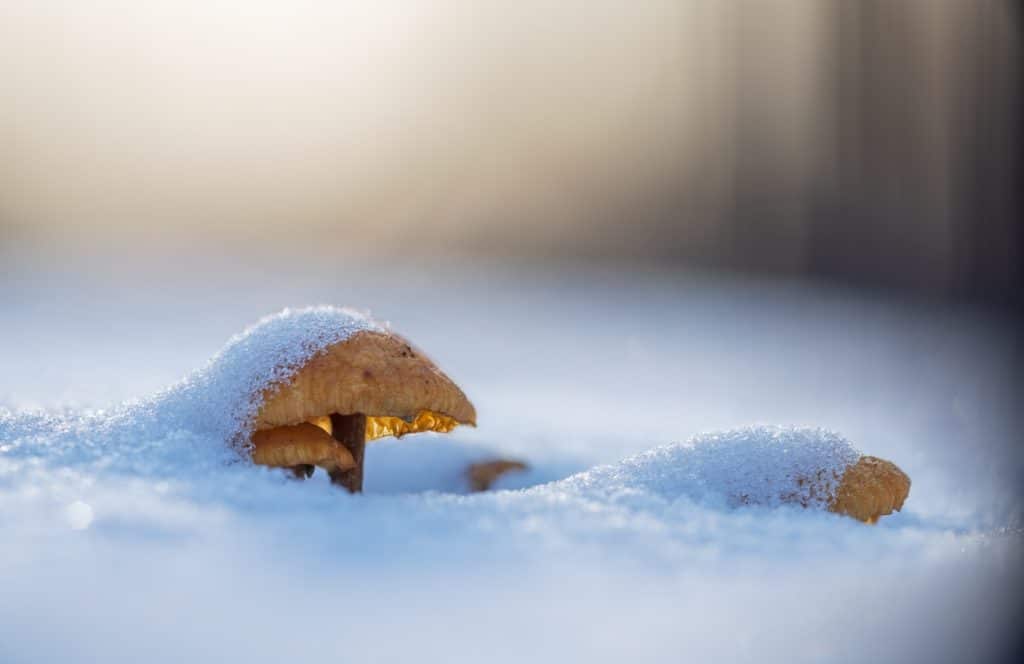 The Story of Magic Mushrooms at Christmas