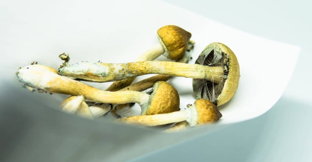 Mushroom Effects