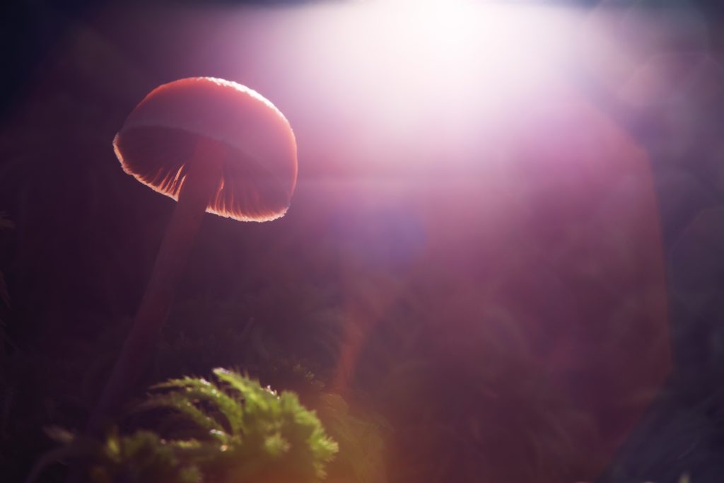 What Kills Mushroom Spores