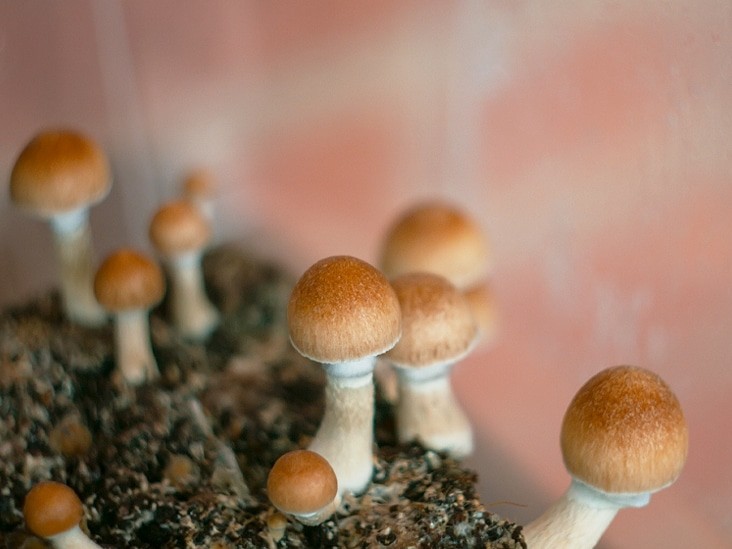 Penis envy mushrooms growing in substrate