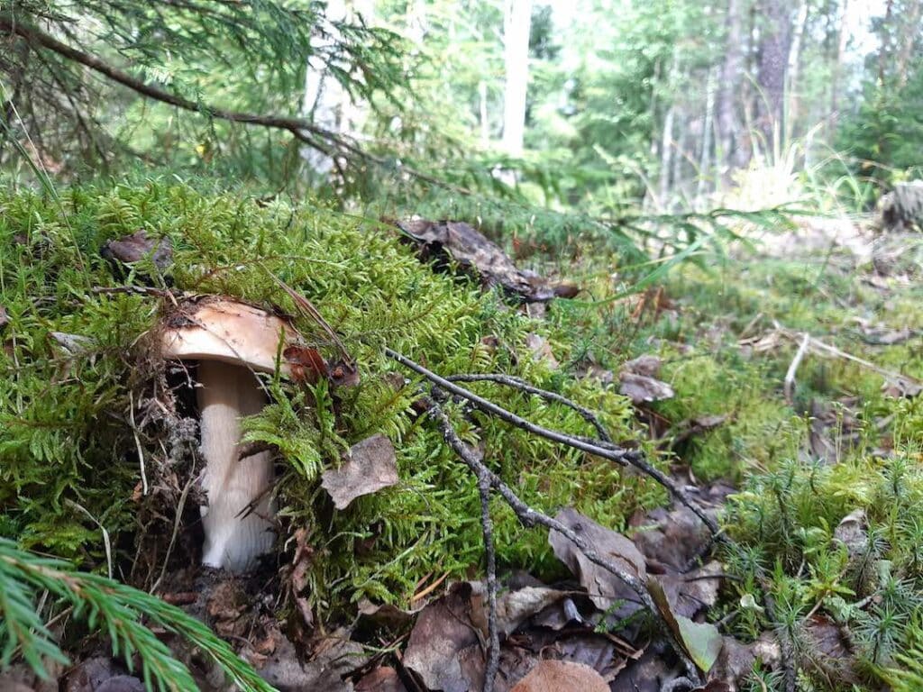 Mushroom in the wild under the moss.
