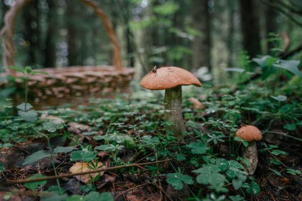 Mushrooms in the wild. Edible forest mushrooms, boletus grows in the grass. Close-up