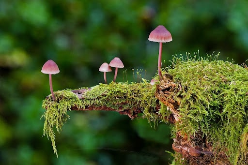 mushrooms perched on a log