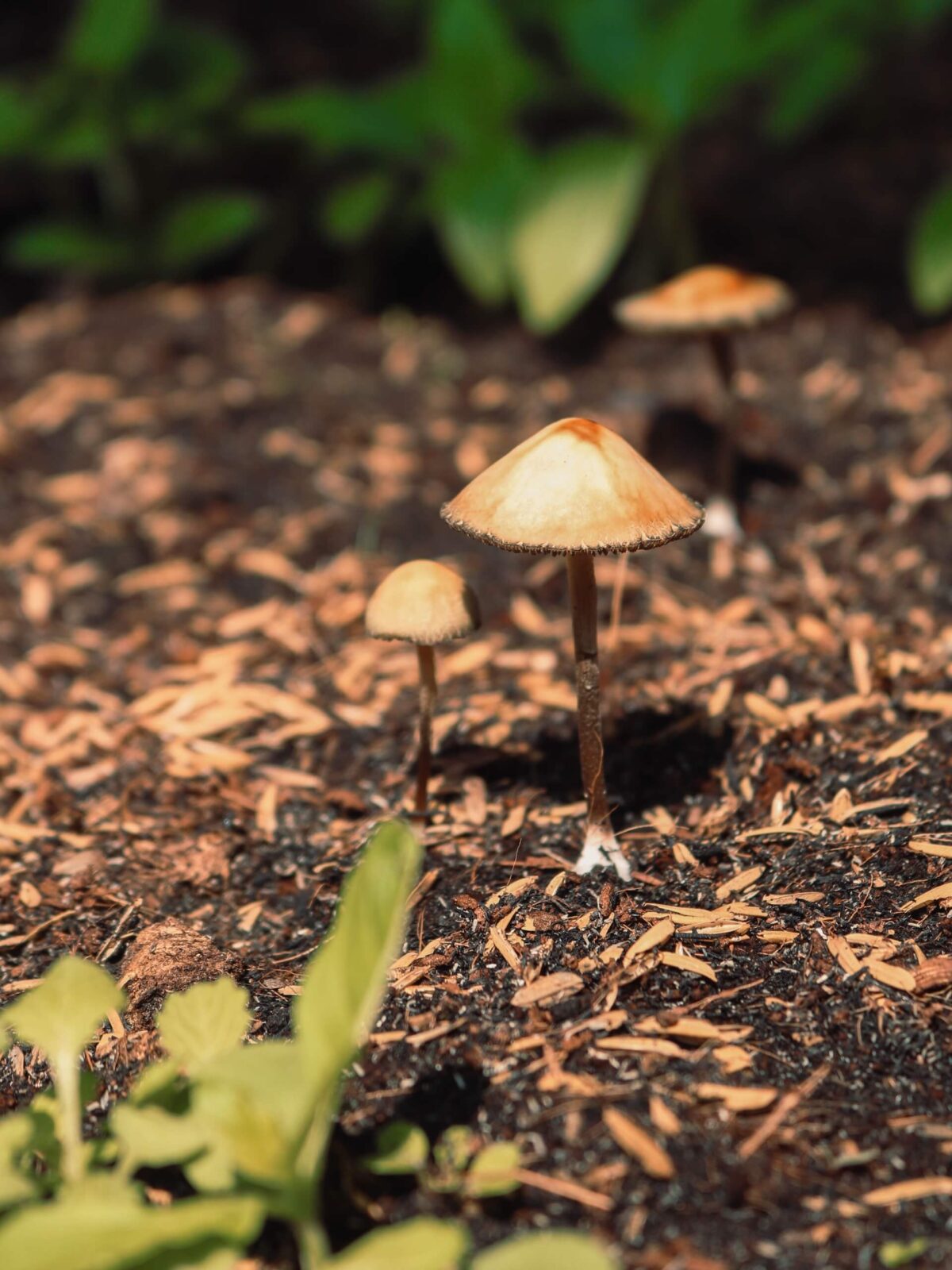 Warning: These 9 Errors Will Destroy Your Buy Psilocybin Spores