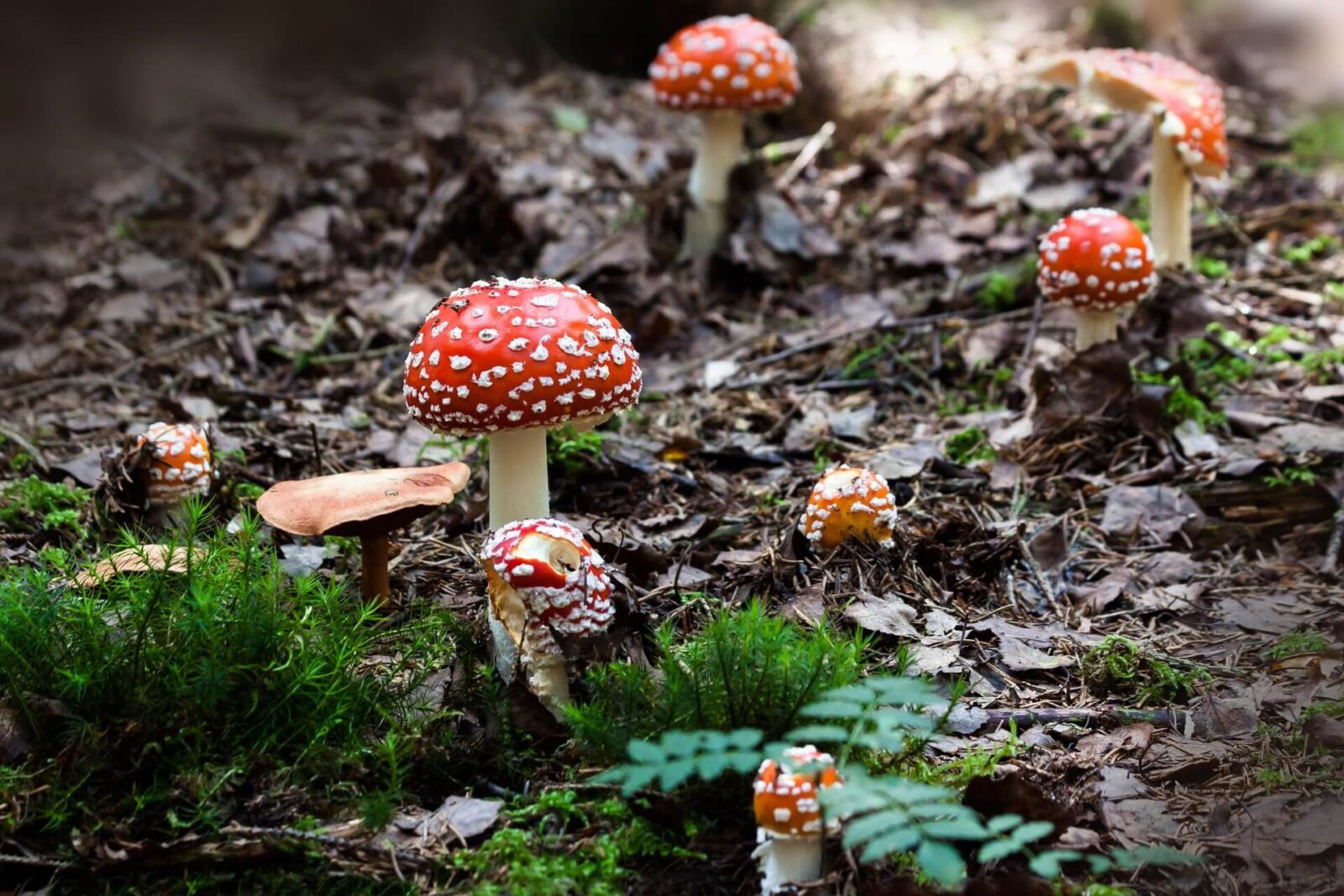 All You Need To Know About Magic Mushrooms And Psilocybin - Mushroom Spore Syringe Shop - FungusHead