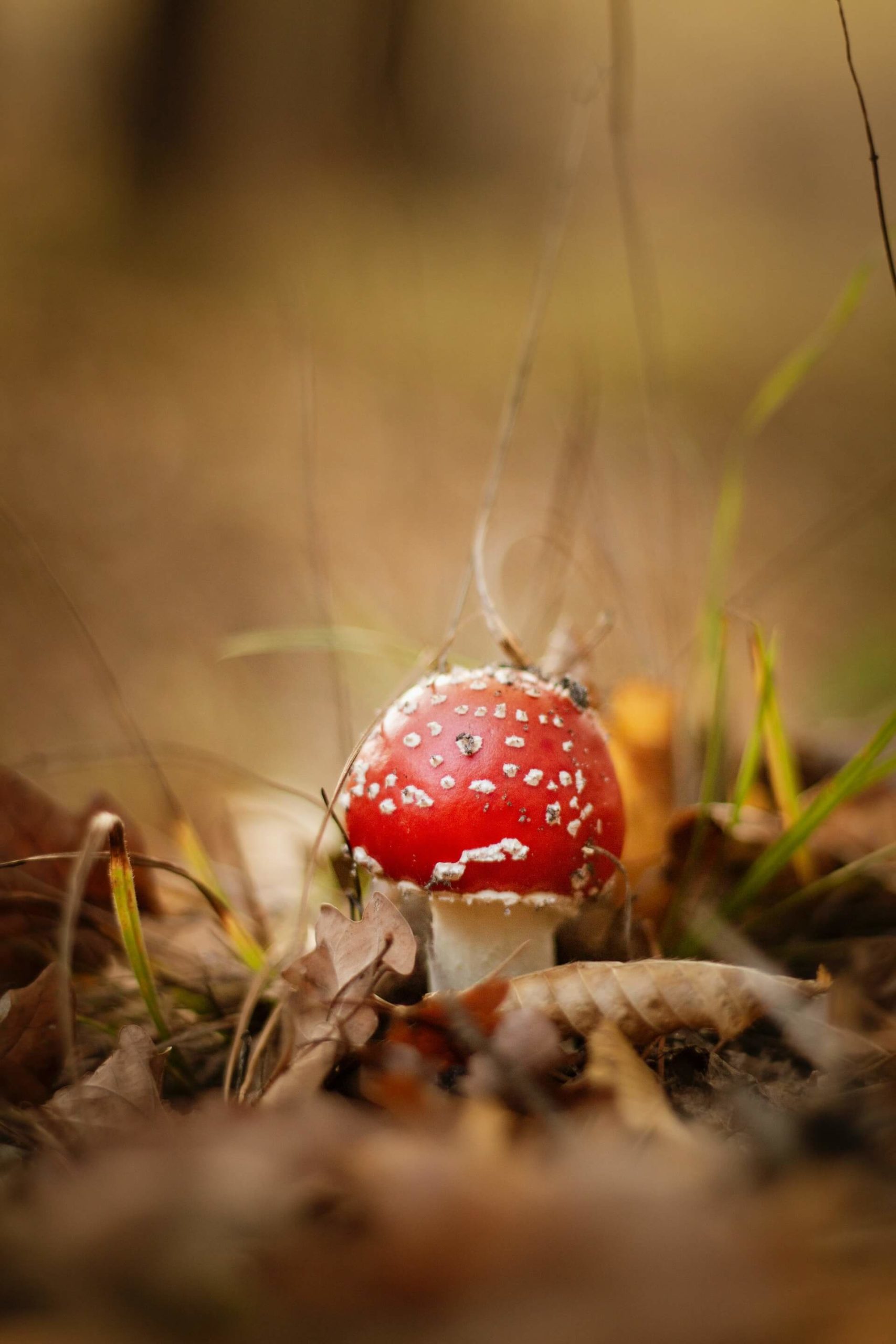 psilocybin-mushroom-spores-the-legality-
