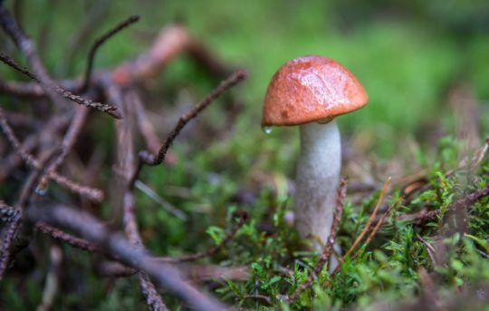 Penis Envy Mushrooms Facts