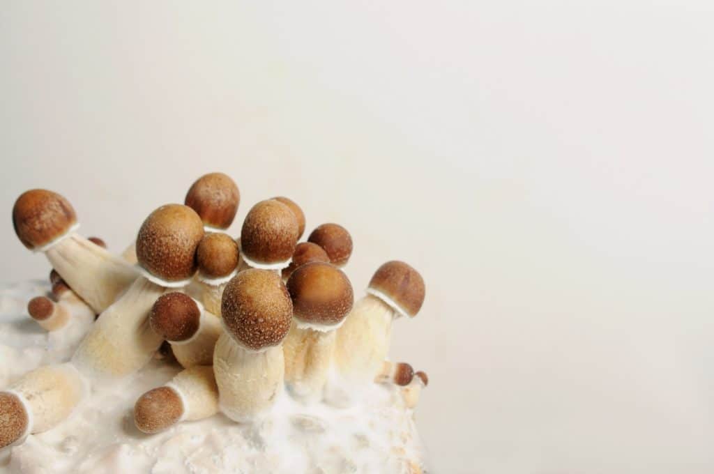 How To Grow Penis Envy Mushrooms
