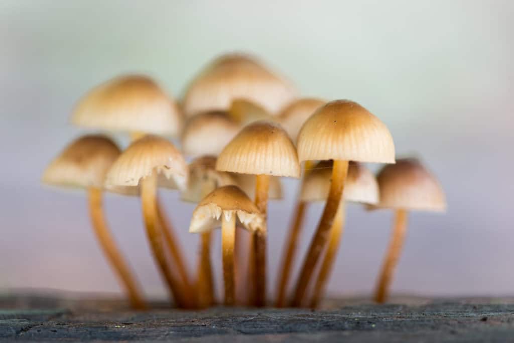 Growing Penis Envy Mushrooms