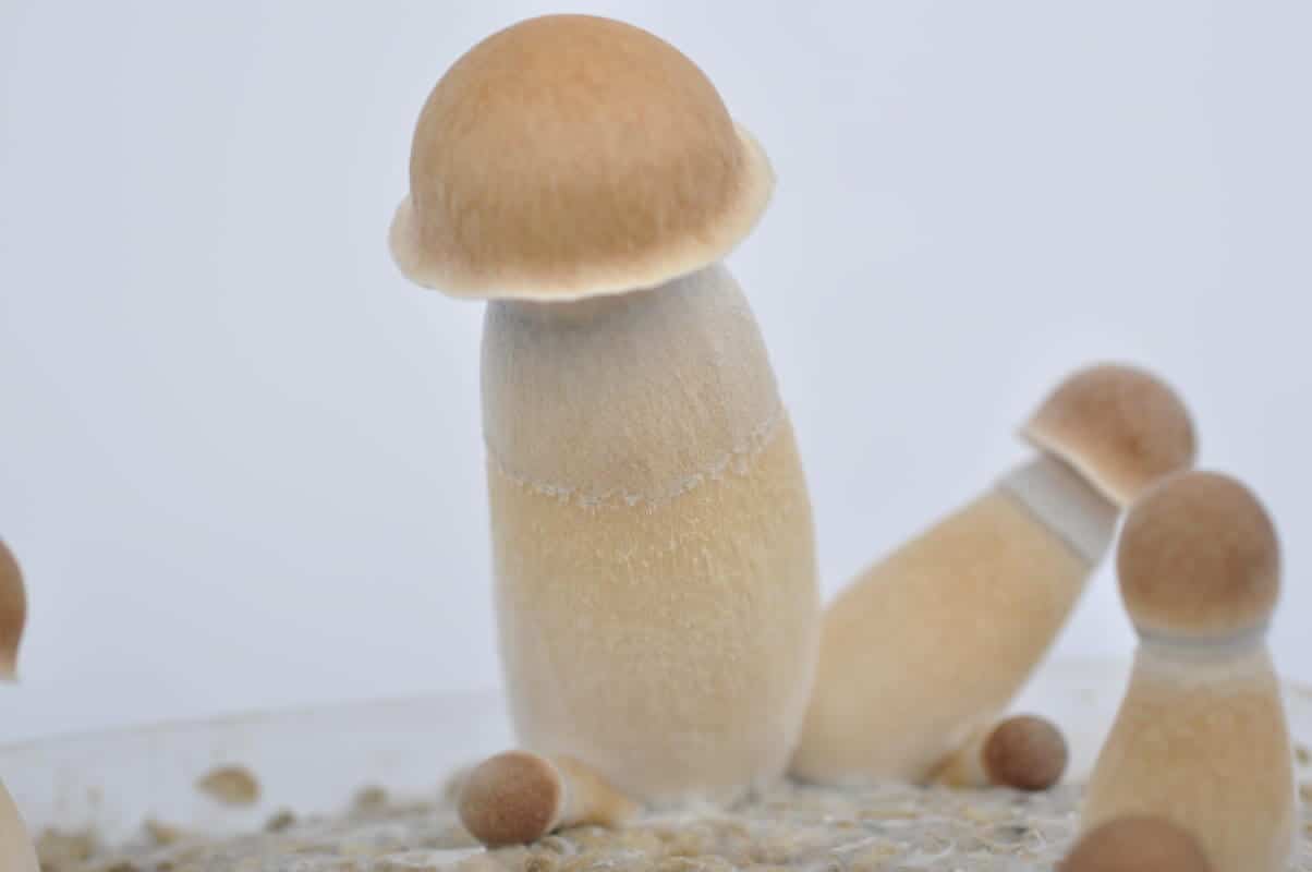 Penis Envy Mushroom Effects Mushroom Spore Syringe Shop Fungushead