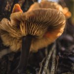 Psilocybin Mushroom