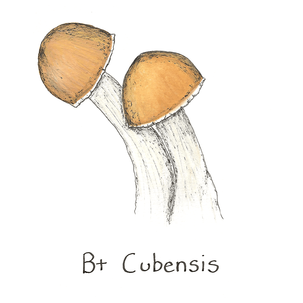 B+ Cubensis Mushroom