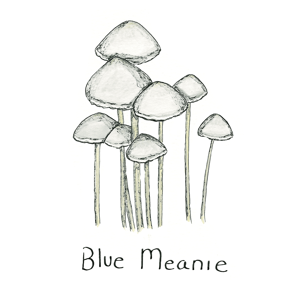Blue Meanies Mushroom