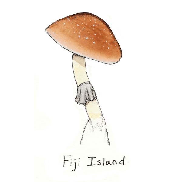 Fiji Island Mushroom