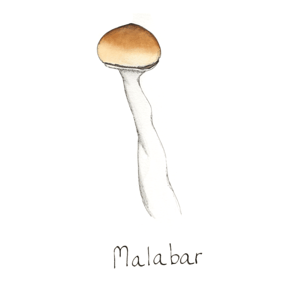 Malabar Mushroom
