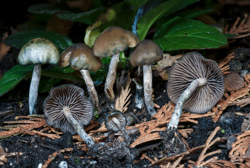 Bottle cap mushrooms