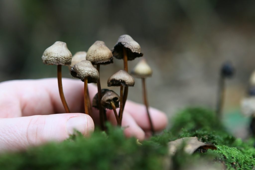 microdose magic mushrooms
