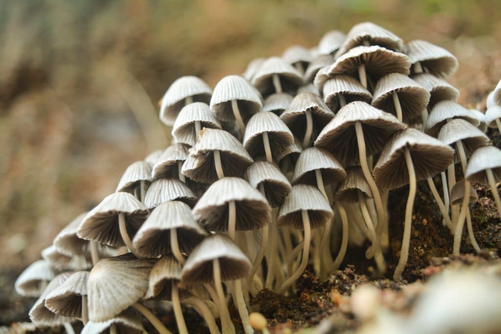 Mushroom Spores with Crypto