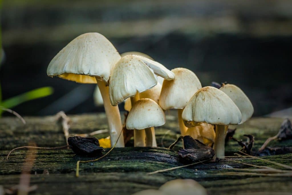 Are Mushroom Spores Legal
