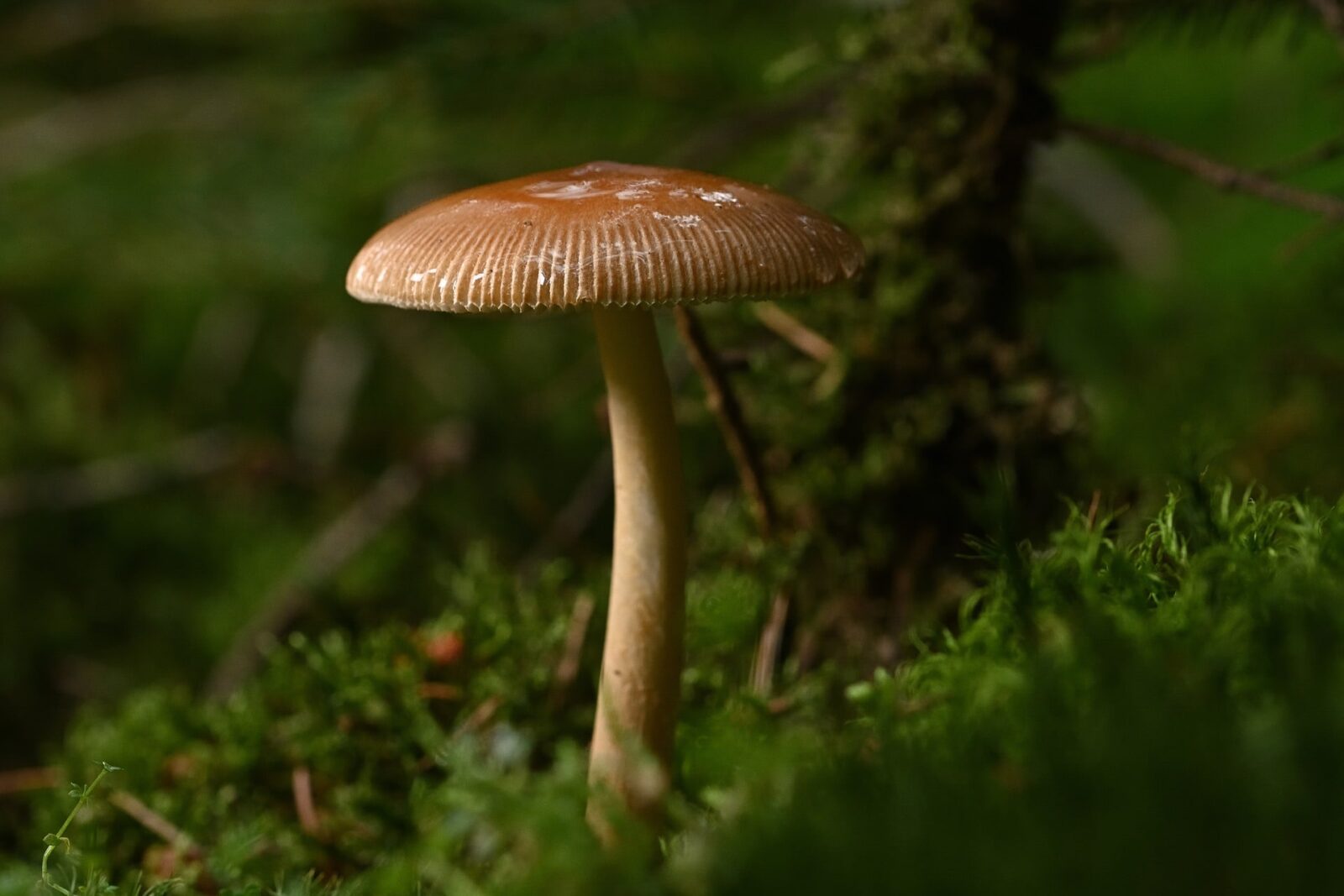 Are Mushroom Spores Legal