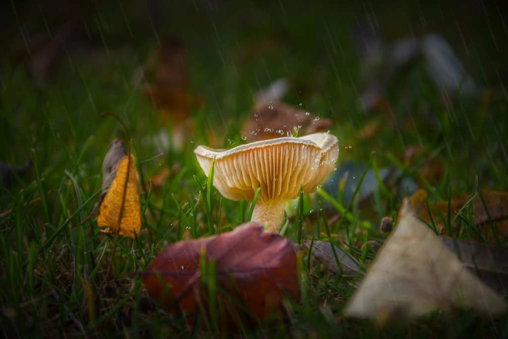 Are mushroom spores legal?