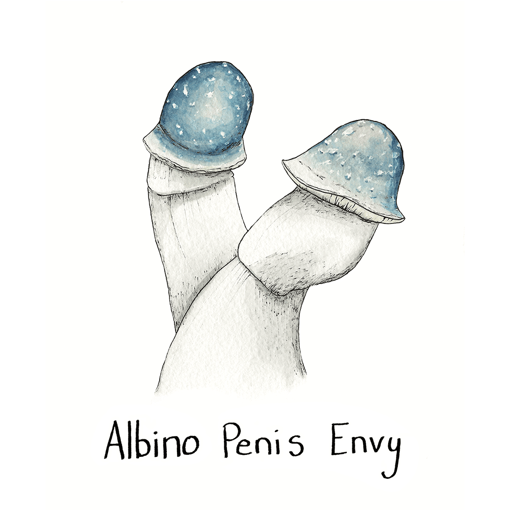 Watercolor depiction of Albino Penis Envy mushrooms.