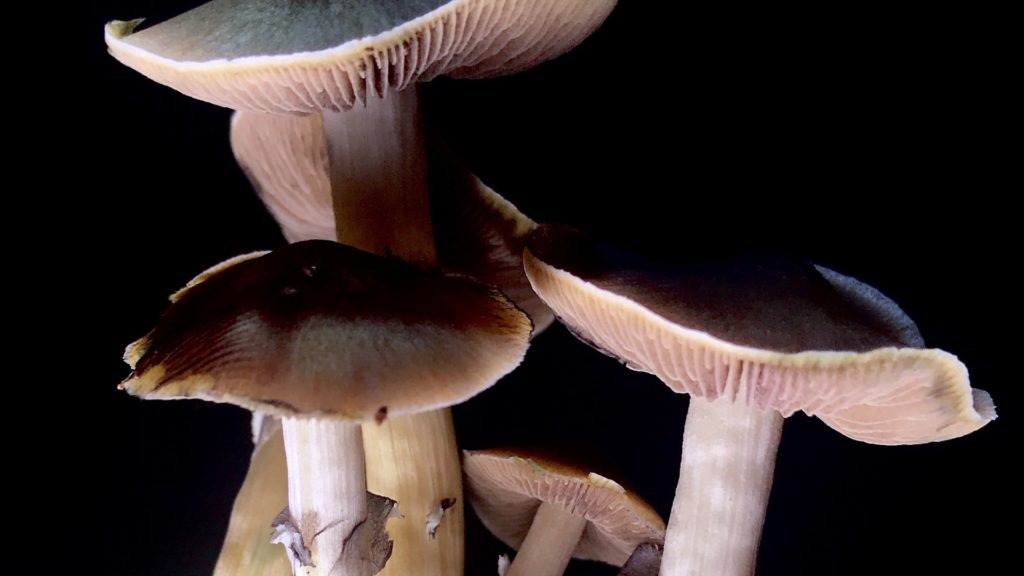 parts of a magic mushroom