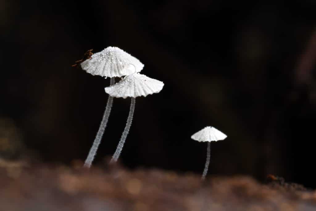 Fungi in Space