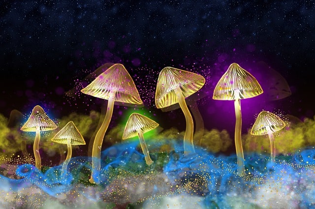 The Most Popular Strains of Psilocybin Mushrooms