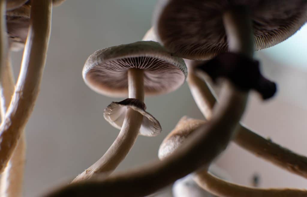 What can kill mushroom spores