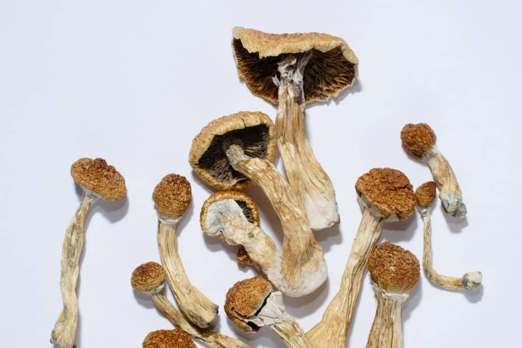Golden Teacher Mushroom Effects Of The Brain & Body | Fungushead