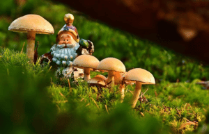 /mushrooms-and-santa-claus