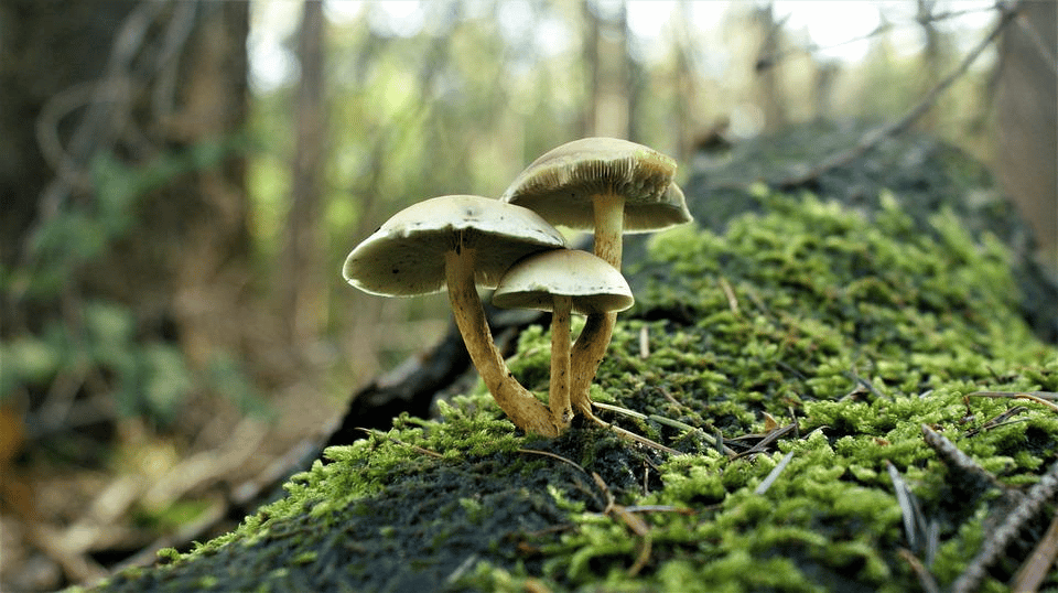 magic mushrooms in the wild