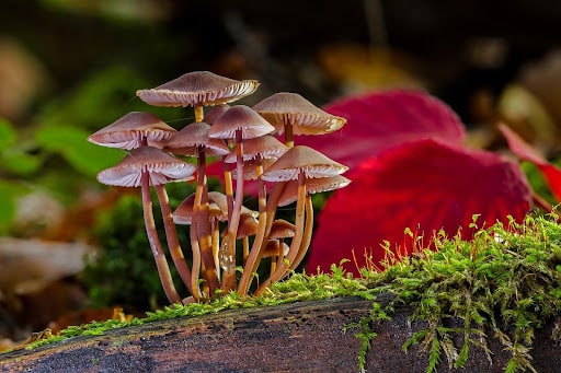 Popular Mushrooms