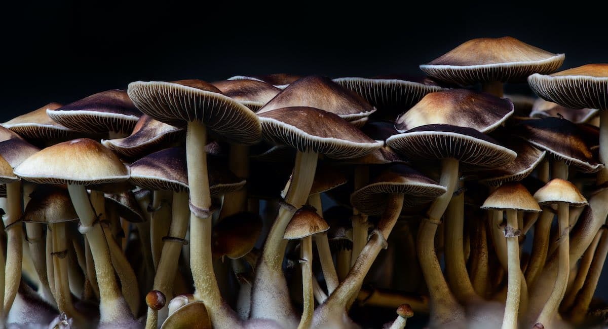 Psilocybin mushrooms