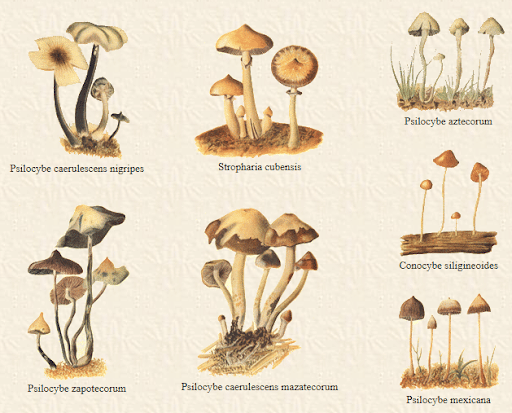 diagram of different strains of magic mushrooms