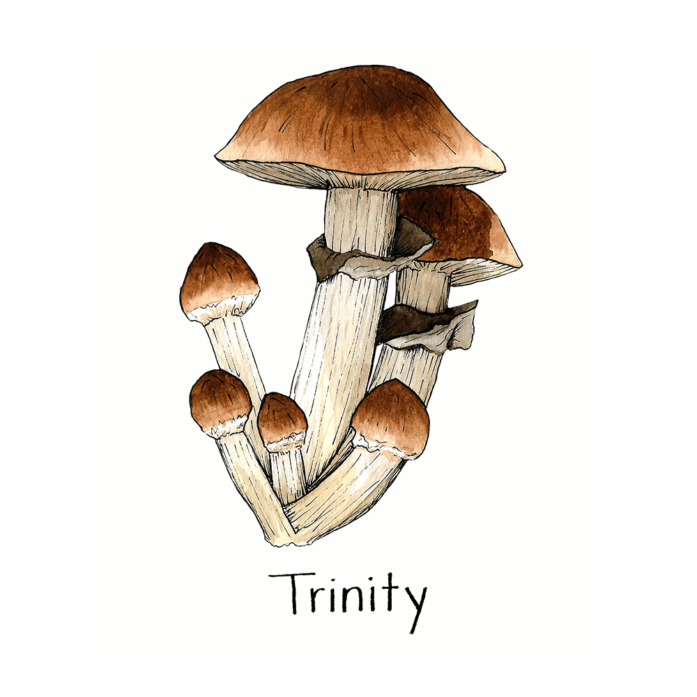 watercolor depiction of trinity mushrooms