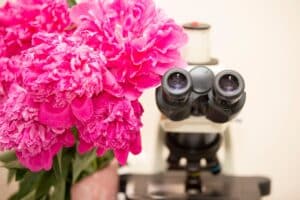 Microscope lenses and a bouquet of pink hydrangeas.