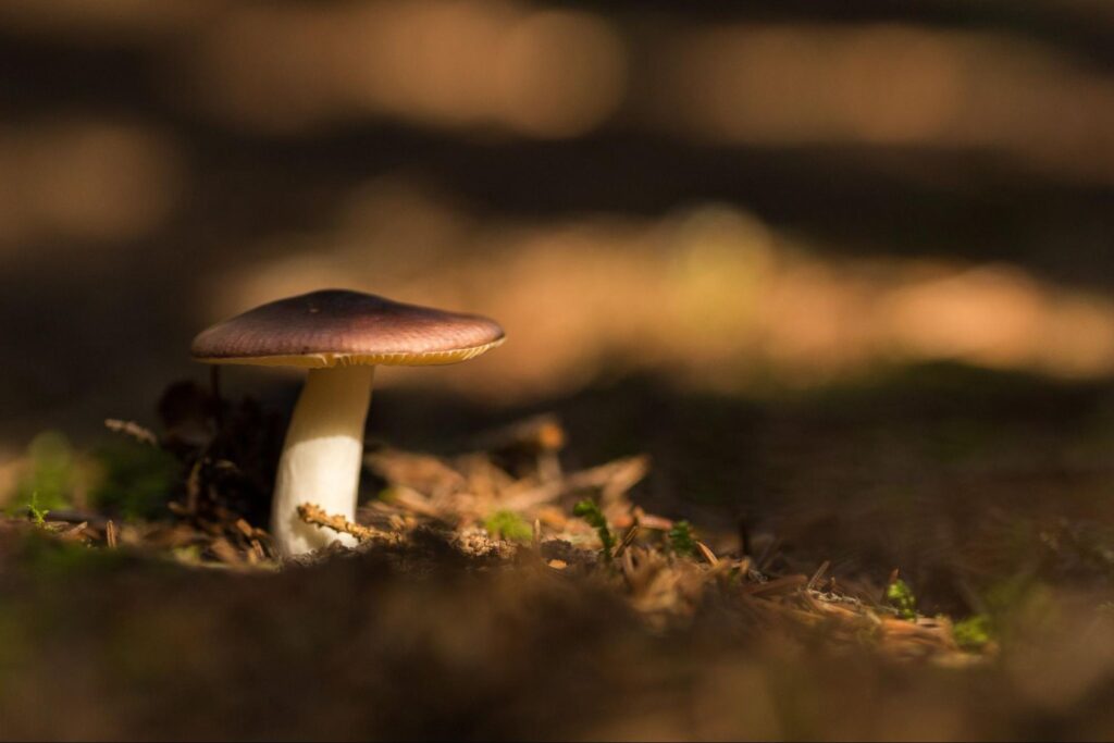 Mushroom on forest floor