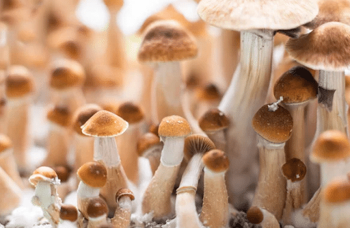 Happy Mushrooms
