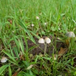 Blue Meanie Mushrooms