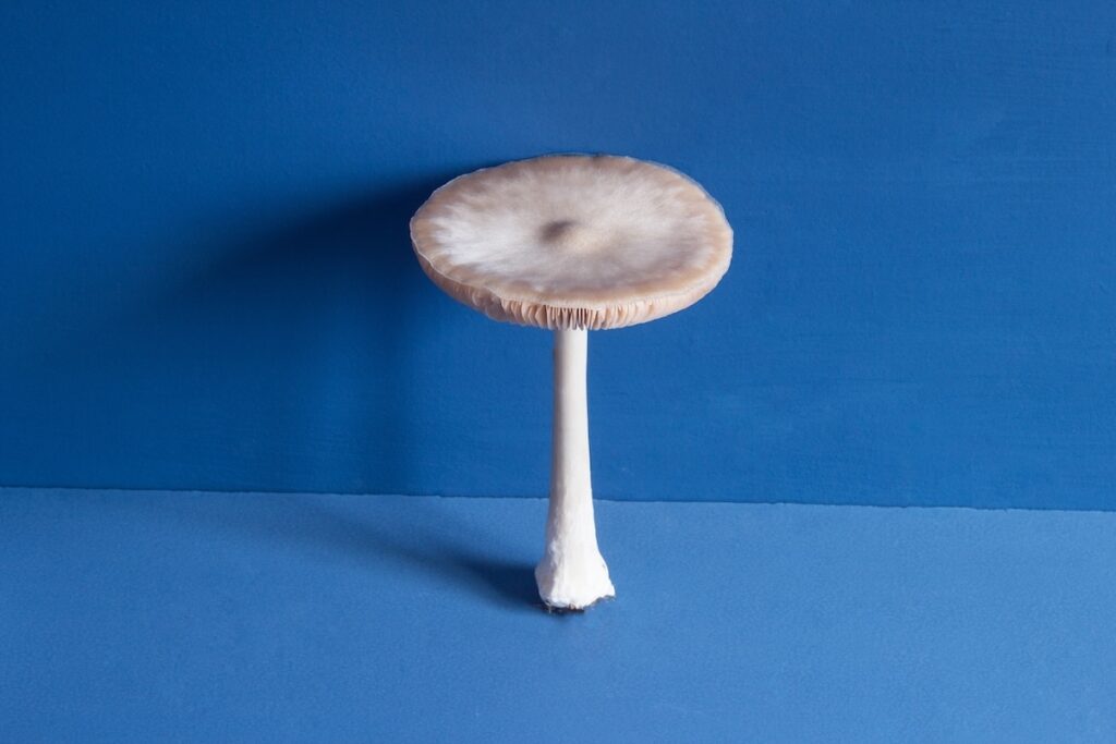 Mushroom Spore Art