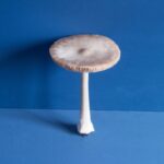 Mushroom Spore Art