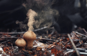Mushroom Spore