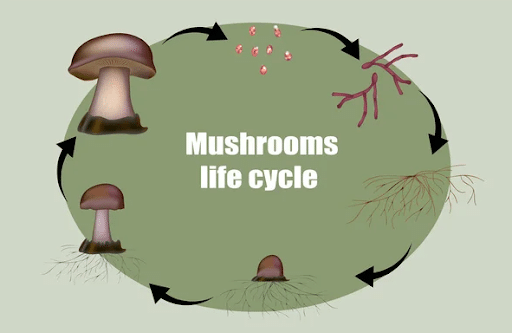Magic Mushroom Life Cycle